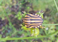 Graphosoma italicum