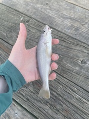 Menticirrhus americanus