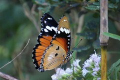 Hypolimnas misippus