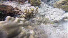 Epinephelus spilotoceps