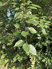 Maclura pomifera