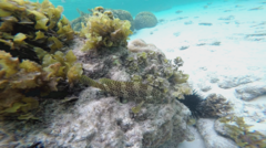 Epinephelus spilotoceps