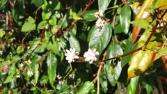 Persicaria senticosa