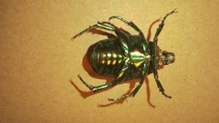 Protaetia speciosissima