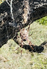 Trichonephila edulis