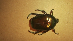 Protaetia speciosissima