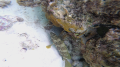 Epinephelus spilotoceps