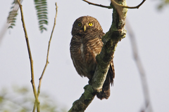 Glaucidium cuculoides