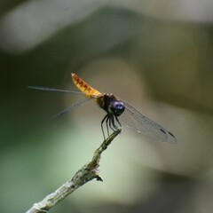 Aethriamanta brevipennis