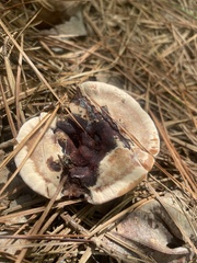 Hydnellum peckii