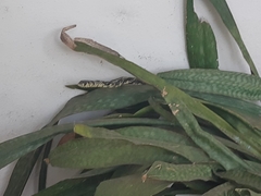 Spilotes pullatus