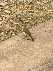 Machetornis rixosa