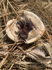 Hydnellum peckii
