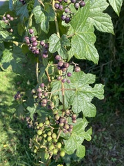 Ampelopsis