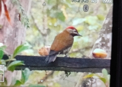 Colaptes rubiginosus