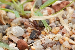 Acromyrmex versicolor