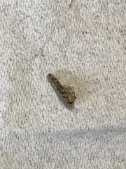 Blastobasis adustella