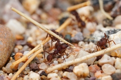 Acromyrmex versicolor