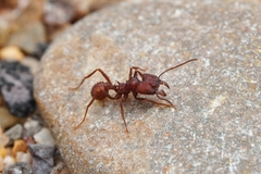 Acromyrmex versicolor