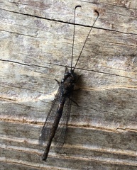 Ululodes quadripunctatus