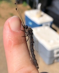 Ululodes quadripunctatus