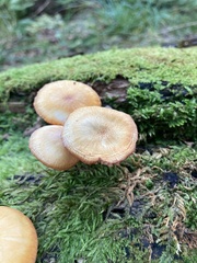 Tricholomopsis decora