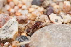 Acromyrmex versicolor