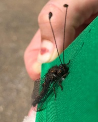 Ululodes quadripunctatus