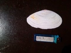 Megangulus zyonoensis