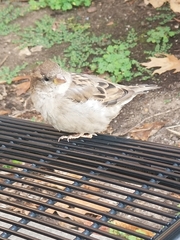 Passer domesticus domesticus