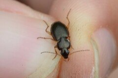 Platyninae