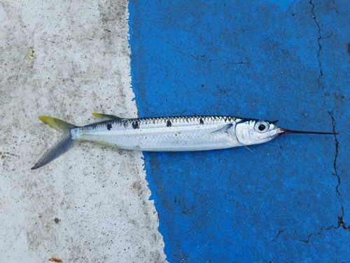 Black-barred Halfbeak — seen at this dive site