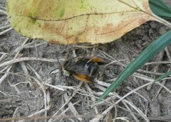 Melissodes druriellus