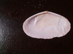Megangulus zyonoensis