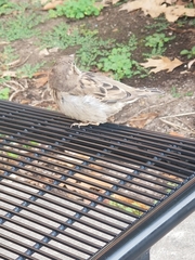 Passer domesticus domesticus