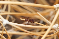 Acromyrmex versicolor