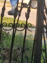 Archilochus colubris