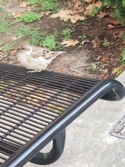 Passer domesticus domesticus