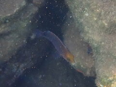 Symphodus mediterraneus