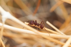 Acromyrmex versicolor