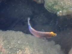 Symphodus mediterraneus