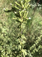 Origanum vulgare