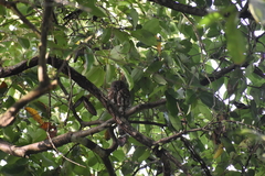 Ninox scutulata