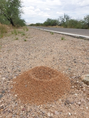 Acromyrmex versicolor