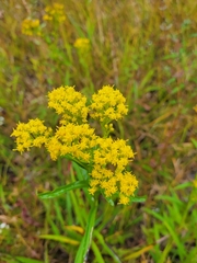 Solidago riddellii