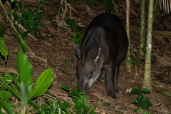 Tapirus terrestris