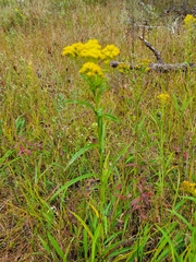 Solidago riddellii