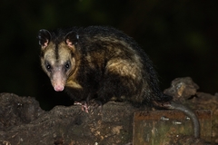 Didelphis aurita