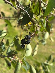 Amelanchier spicata