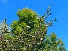 Amelanchier spicata